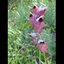 Und noch eine uns unbekannte Orchidee